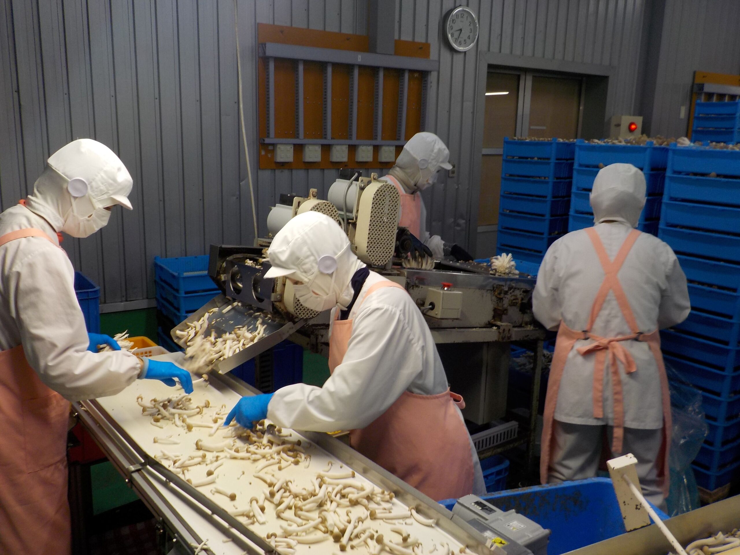 中部アグリ株式会社　郡上きのこファーム - 画像2